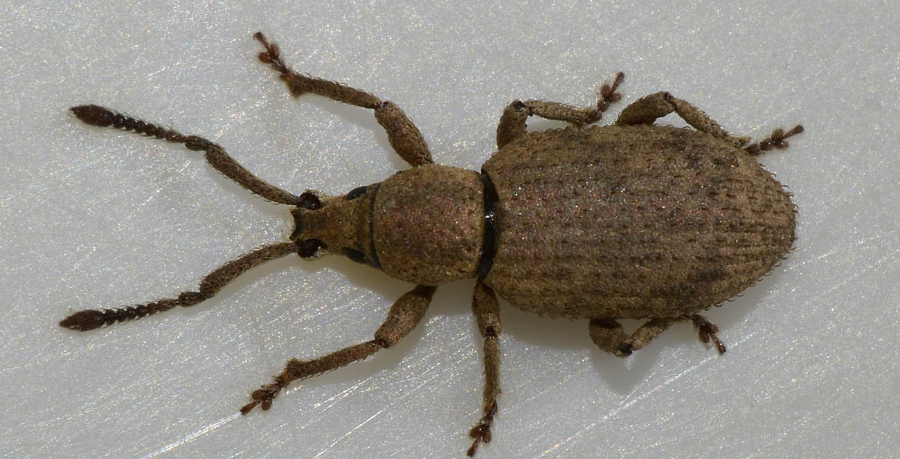Curculionidae: Simo variegatus